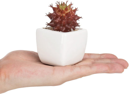 Set of 3 Miniature Red Artificial Succulent Plants in White Ceramic Pots - Lasercutwraps Shop